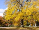 nature woodlawn