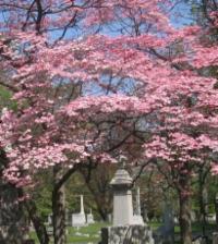 budding tree in cemetery photo